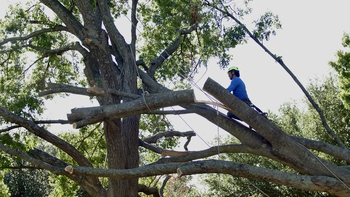 Professional Crown Thinning performed by certified arborists in Bradfordsville