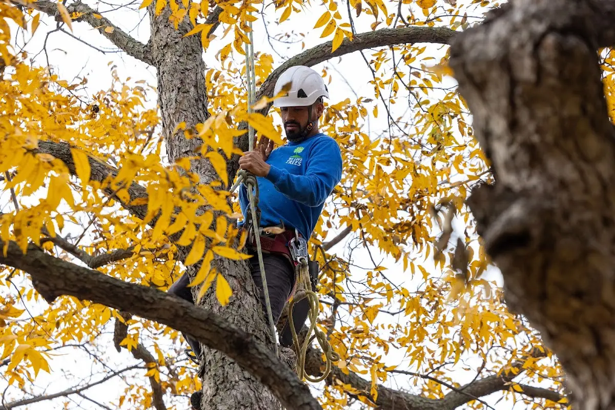 Skilled Tree Planing crew working in Bradfordsville