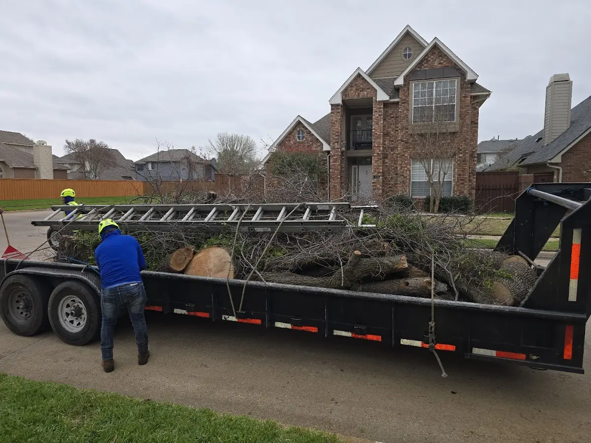 Expert Deadwooding with proper safety equipment in Bradfordsville